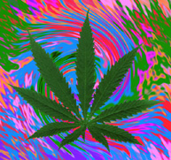 marijuana.jpg